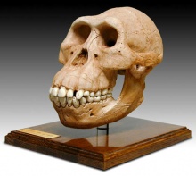 Réplica do crânio do Australopitecus.