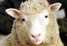 Dolly, o primeiro mamífero clonado.