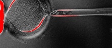 Parte do processo de clonagem com a inserção de material genético em óvulo. Fonte: divulgação.