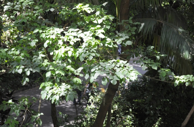 Vista, encoberta pela vegetação, da via de passagem principal da PUC-Rio e da primeira ponte de acesso ao Edifício da Amizade. 2012. Fotógrafo Antônio Albuquerque. Acervo do Núcleo de Memória.