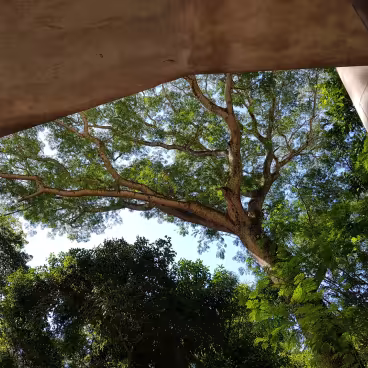 Detalhe de árvores do bosque emolduradas pela arquitetura do Edifício Cardeal Leme. 2019. Fotógrafo Antônio Albuquerque. Acervo do Núcleo de Memória da PUC-Rio.