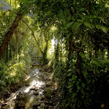 A exuberante vegetação das margens do Rio Rainha, e ao fundo a ponte de madeira. 2010. Fotógrafo Nilo Lima. Acervo do Núcleo de Memória da PUC-Rio.