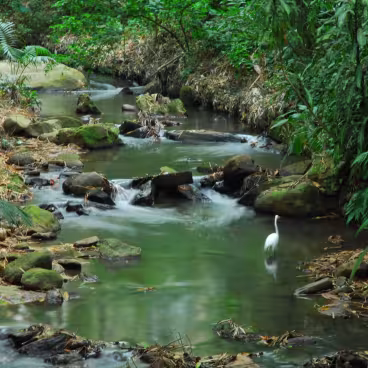 O Rio Rainha, com uma garça e sua vegetação às margens. Foto participante do Iº Concurso de Fotografia da PUC-Rio. 2010. Fotógrafa Laura Souza Rêdes. Acervo do Núcleo de Memória da PUC-Rio.