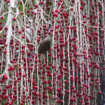 Sanhaço se alimenta de frutos de uma palmeira. 2011. Fotógrafo Antônio Albuquerque. Acervo do Núcleo de Memória da PUC-Rio.