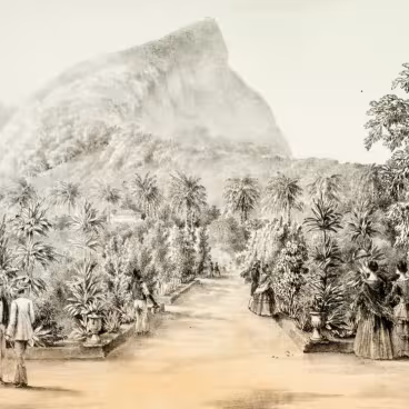 Pieter Godfried Bertichen. Jardim Botânico. As alamedas do Jardim Botânico desenhadas pelo pintor holandês Pieter Bertichen, que chegou ao Brasil em 1837. Além dos visitantes em trajes refinados, note-se a presença de um escravizado com os pés descalços e chapéu nas mãos, ao qual provavelmente caberia os cuidados com as plantas. 1856. Gravura. Acervo Itaú Cultural.