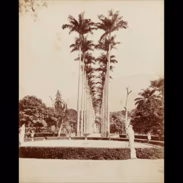 Alameda de palmeiras