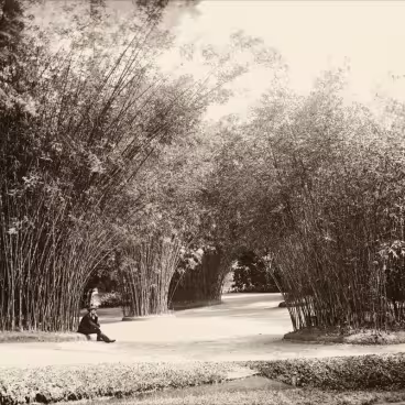 Por ter se tornado importante espaço de lazer da cidade, o Jardim Botânico foi objeto de um investimento paisagístico que se expressou na criação de lugares como esta floresta de bambus. Fotógrafo Marc Ferrez. Acervo Instituto Moreira Salles 