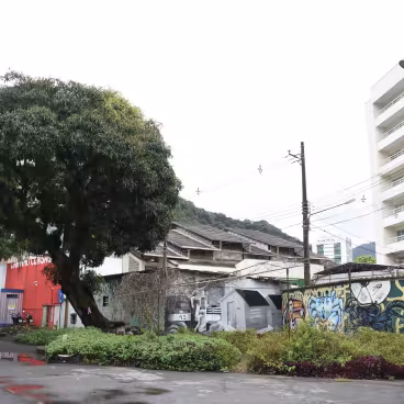 A Praça do Mangue sinaliza um antigo ambiente de manguezal e está situada onde existiu, entre as décadas de 1940 e 1970, o Parque Proletário da Gávea. A mangueira que então debruçava-se sobre o Rio Rainha é testemunho dessa história. 2025. Fotógrafo: Antônio Albuquerque. Acervo Núcleo de Memória da PUC-Rio.