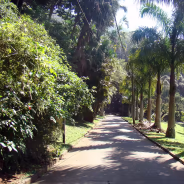 Alameda com palmeiras no Parque da Cidade. 2009. Fotógrafo Rodrigo Soldon. Wikimedia Commons.